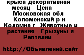 крыса декоративная, 1месяц › Цена ­ 100 - Московская обл., Коломенский р-н, Коломна г. Животные и растения » Грызуны и Рептилии   